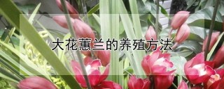 大花蕙兰的养殖方法,第1图