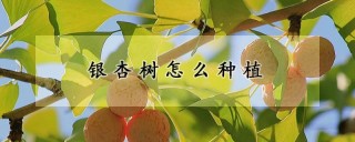 银杏树怎么种植,第1图