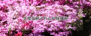 芝樱花种子什么时候播种,第1图