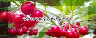 朱砂根果实掉落后枝条用剪吗,第1图