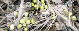 油甘果一年结果几次,第1图