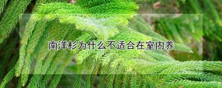 南洋杉为什么不适合在室内养,第1图