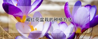 藏红花盆栽的种植方法,第1图