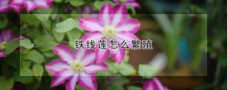 铁线莲怎么繁殖,第1图