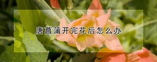 唐菖蒲开完花后怎么办,第1图