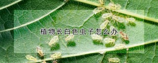 植物长白色虫子怎么办,第1图