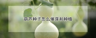 葫芦种子怎么催芽和种植,第1图