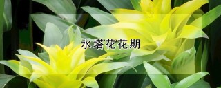 水塔花花期,第1图