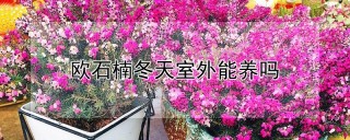 欧石楠冬天室外能养吗,第1图