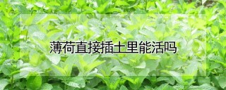 薄荷直接插土里能活吗,第1图