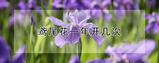 鸢尾花一年开几次,第1图