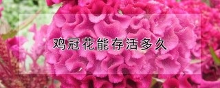 鸡冠花能存活多久,第1图