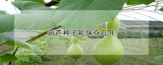 葫芦种子能保存几年,第1图