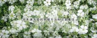 木本满天星的养殖方法和注意事项,第1图