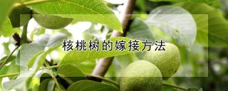 核桃树的嫁接方法,第1图