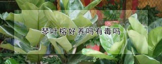 琴叶榕好养吗有毒吗,第1图