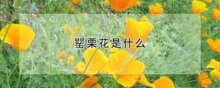 罂栗花是什么,第1图