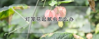 灯笼花起腻虫怎么办,第1图