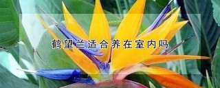 鹤望兰适合养在室内吗,第1图