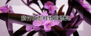 紫竹梅怎样修剪漂亮,第1图