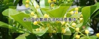 米兰花的繁殖方法和注意事项,第1图