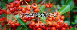 火棘盆栽养殖方法,第1图