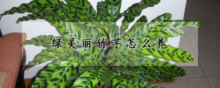 绿美丽竹芋怎么养,第1图