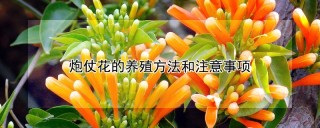 炮仗花的养殖方法和注意事项,第1图