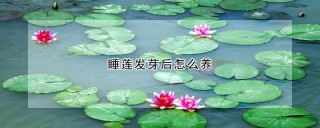 睡莲发芽后怎么养,第1图