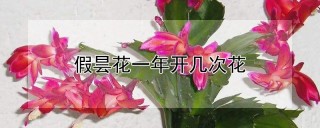 假昙花一年开几次花,第1图