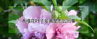 木槿花叶子发黄是怎么回事,第1图