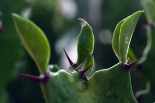 龙骨花喜欢阳光吗,第2图