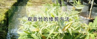 观音竹的修剪方法,第1图