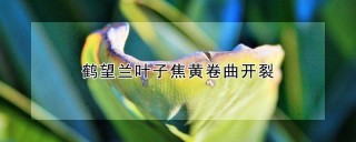 鹤望兰叶子焦黄卷曲开裂,第1图