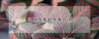 红网纹草的养殖方法,第1图