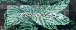 双线竹芋的养殖方法,第1图