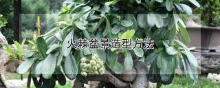 火棘盆景造型方法,第1图