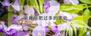 紫藤施肥过多的害处,第1图