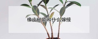 橡皮树能和什么嫁接,第1图