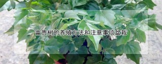 富贵树的养殖方法和注意事项盆栽,第1图