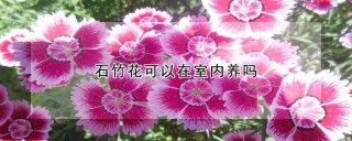 石竹花可以在室内养吗,第1图