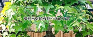 裸根松树的移栽不死的方法,第1图