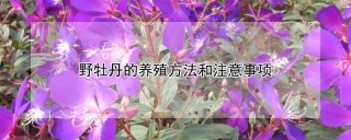 野牡丹的养殖方法和注意事项,第1图