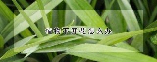 植物不开花怎么办,第1图