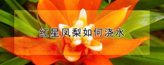 红星凤梨如何浇水,第1图