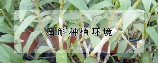 石斛种植环境,第1图