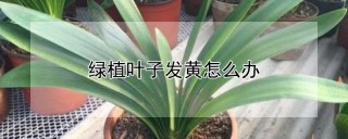 绿植叶子发黄怎么办,第1图