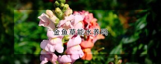 金鱼草能水养吗,第1图