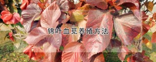 锦叶血苋养殖方法,第1图