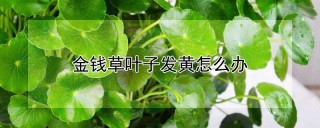 金钱草叶子发黄怎么办,第1图